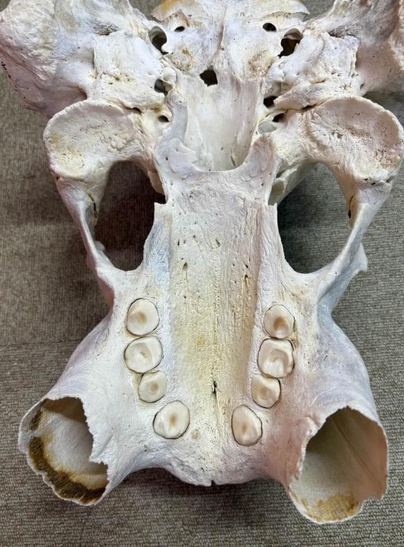 高品質　セイウチ（Walrus）頭骨 ♂ 　※ CITESコピー付