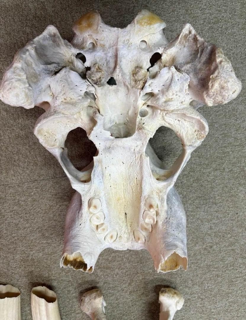 高品質　セイウチ（Walrus）頭骨 ♂ 　※ CITESコピー付