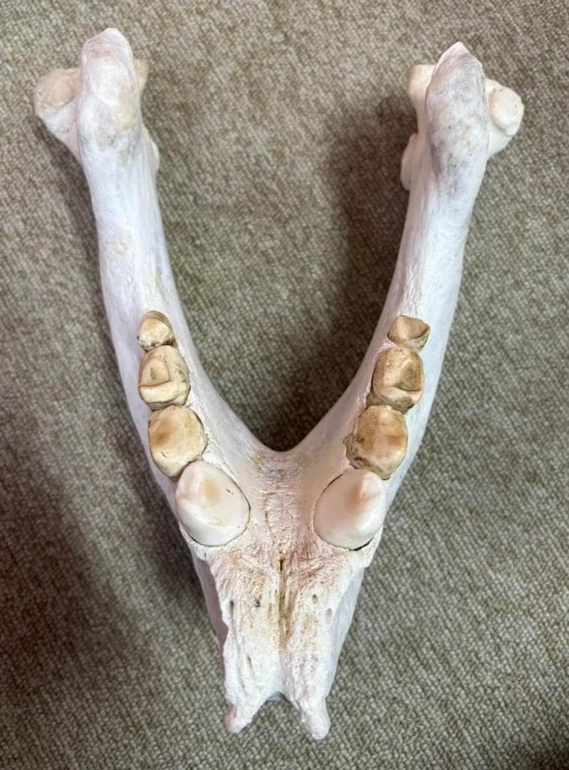 高品質　セイウチ（Walrus）頭骨 ♂ 　※ CITESコピー付