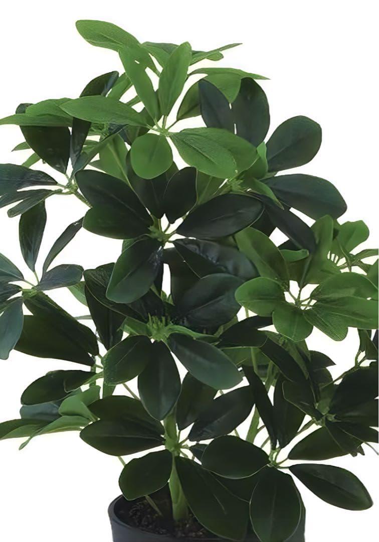 光触媒　人工観葉植物　ウォールグリーン　フェイクグリーン　グリーンカポックM