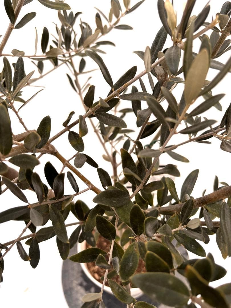 オリーブの木　ホワイト　7号　約110cm　K-313　希少品種　現品掲載