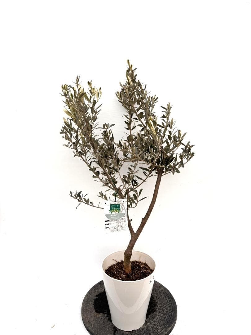 オリーブの木　ホワイト　7号　約110cm　K-313　希少品種　現品掲載