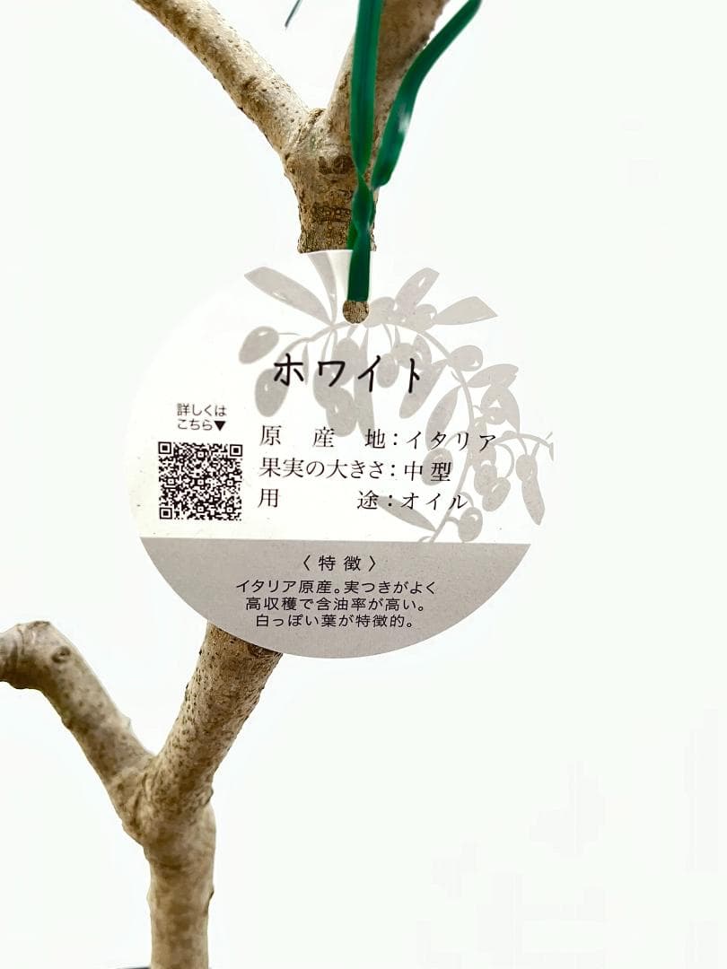 オリーブの木　ホワイト　7号　約110cm　K-313　希少品種　現品掲載