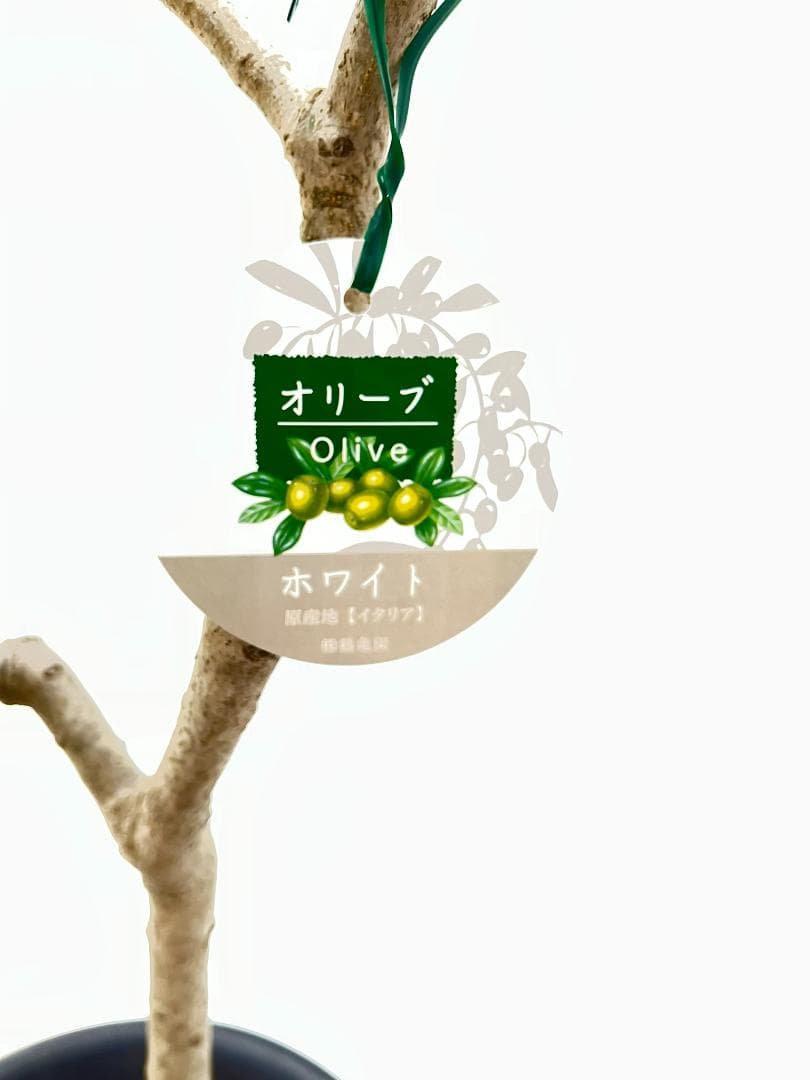 オリーブの木　ホワイト　7号　約110cm　K-313　希少品種　現品掲載
