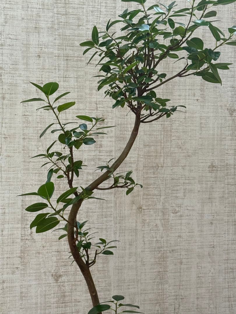 ☆ フランスゴム フィカス•ルビギノーサ♪ 130cm スリムな曲がりフォルム♪