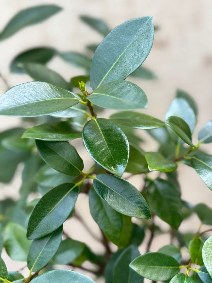 ☆ フランスゴム フィカス•ルビギノーサ♪ 130cm スリムな曲がりフォルム♪