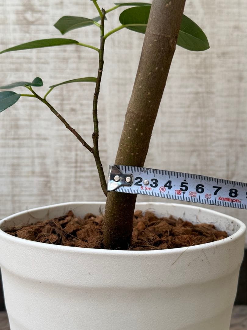 ☆ フランスゴム フィカス•ルビギノーサ♪ 130cm スリムな曲がりフォルム♪