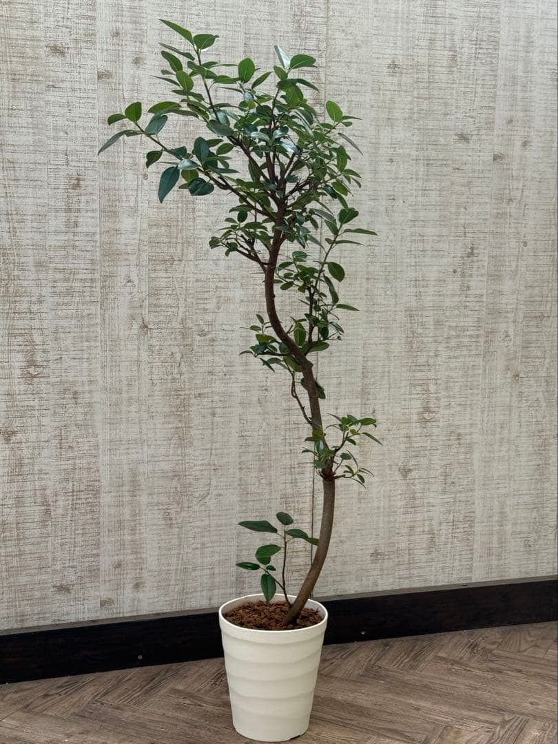 ☆ フランスゴム フィカス•ルビギノーサ♪ 130cm スリムな曲がりフォルム♪