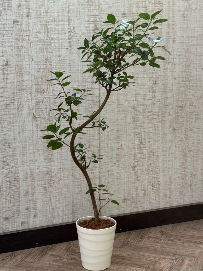 ☆ フランスゴム フィカス•ルビギノーサ♪ 130cm スリムな曲がりフォルム♪