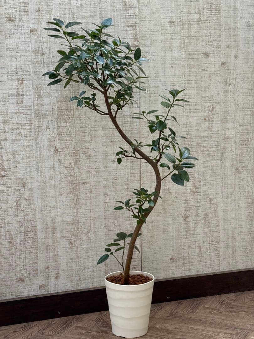 ☆ フランスゴム フィカス•ルビギノーサ♪ 130cm スリムな曲がりフォルム♪