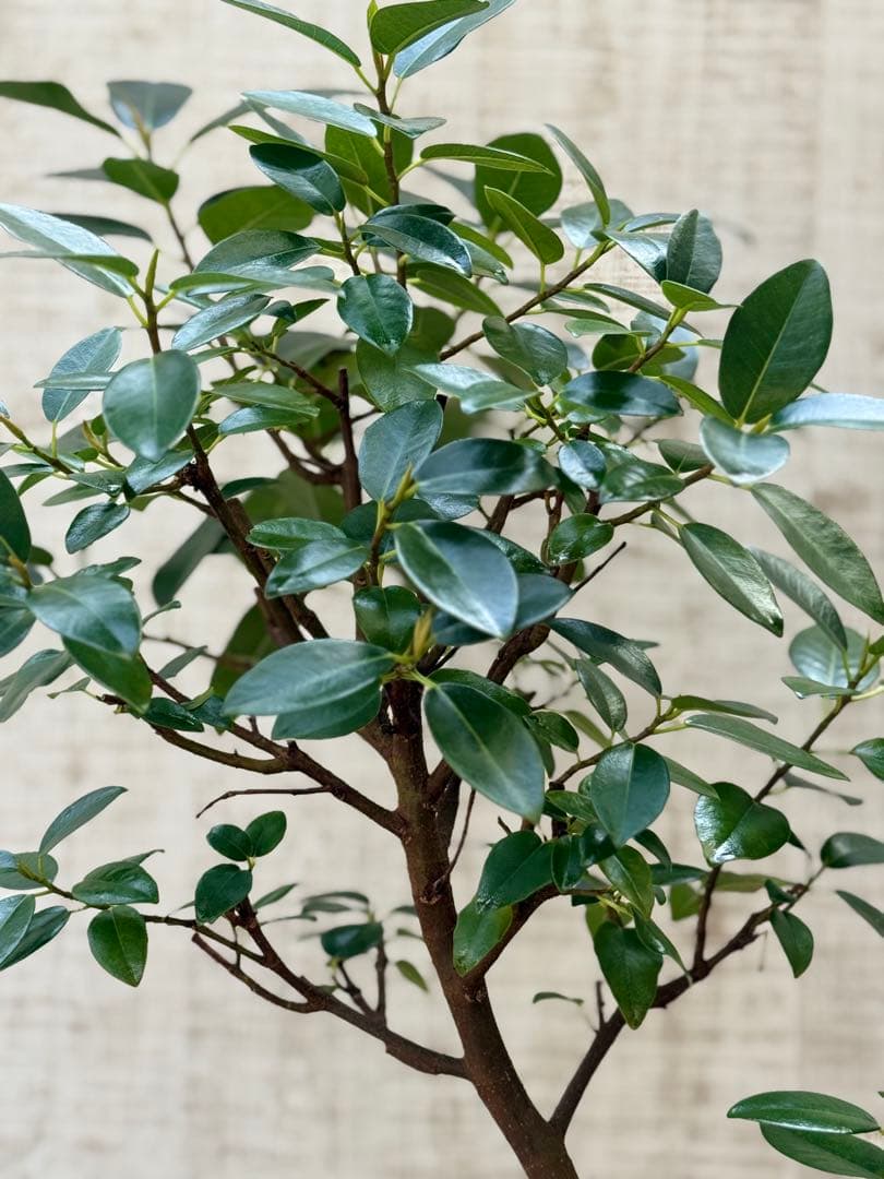 ☆ フランスゴム フィカス•ルビギノーサ♪ 130cm スリムな曲がりフォルム♪