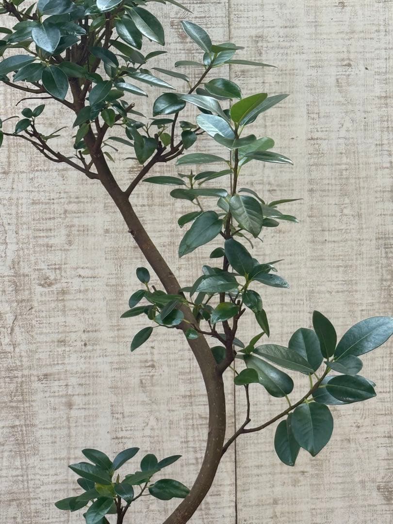 ☆ フランスゴム フィカス•ルビギノーサ♪ 130cm スリムな曲がりフォルム♪