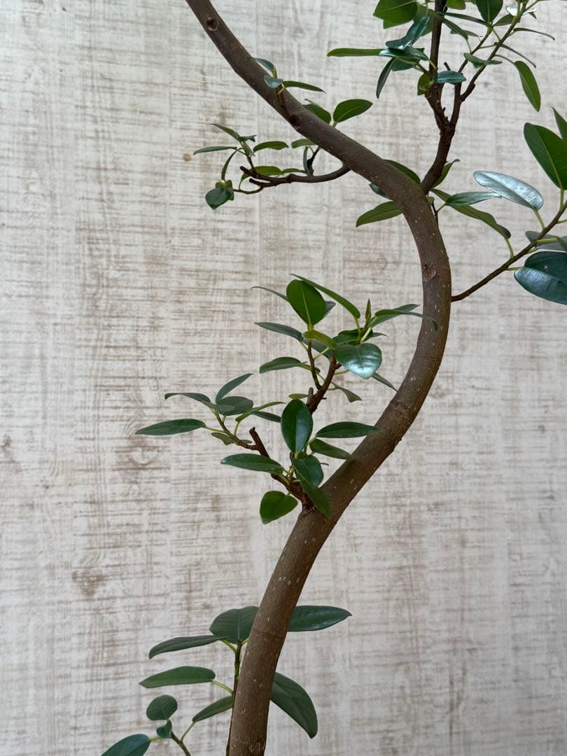 ☆ フランスゴム フィカス•ルビギノーサ♪ 130cm スリムな曲がりフォルム♪