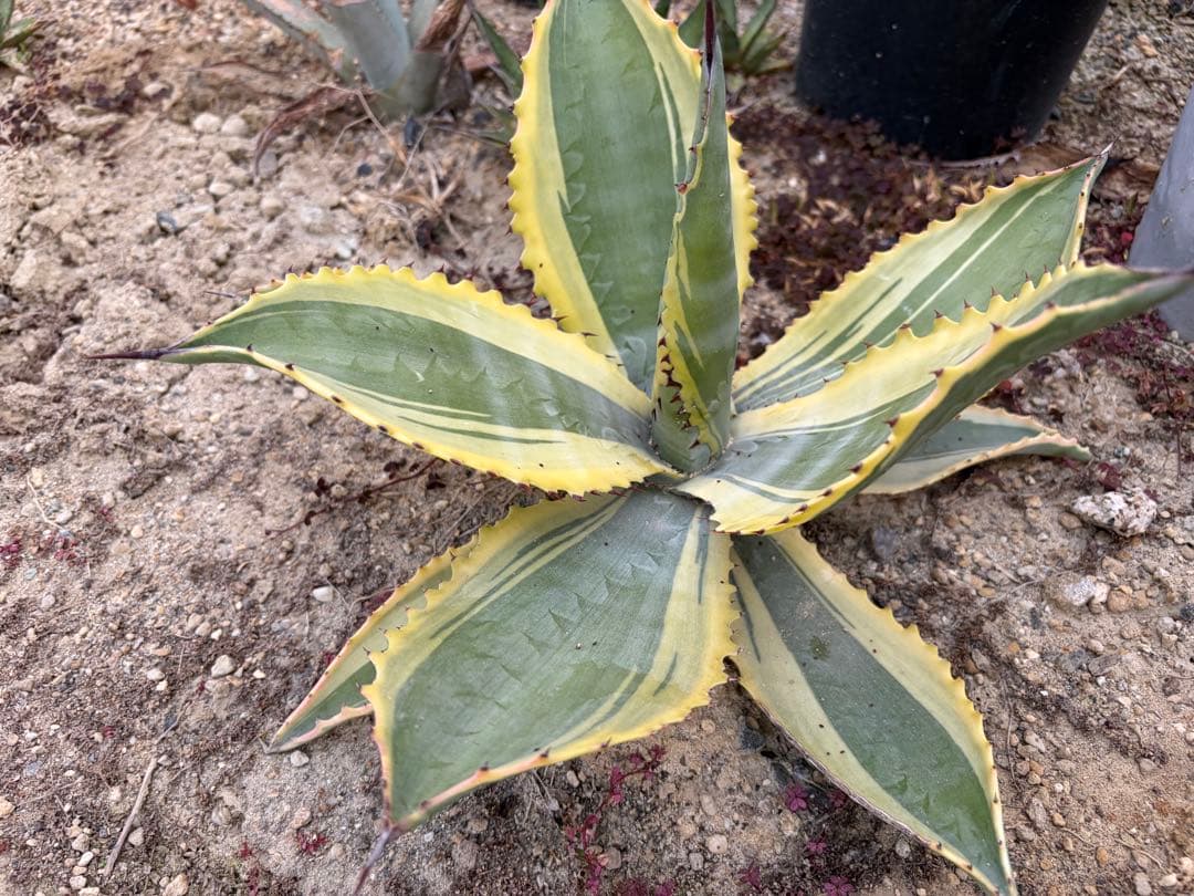 アガベ　リップルエフェクト　大株