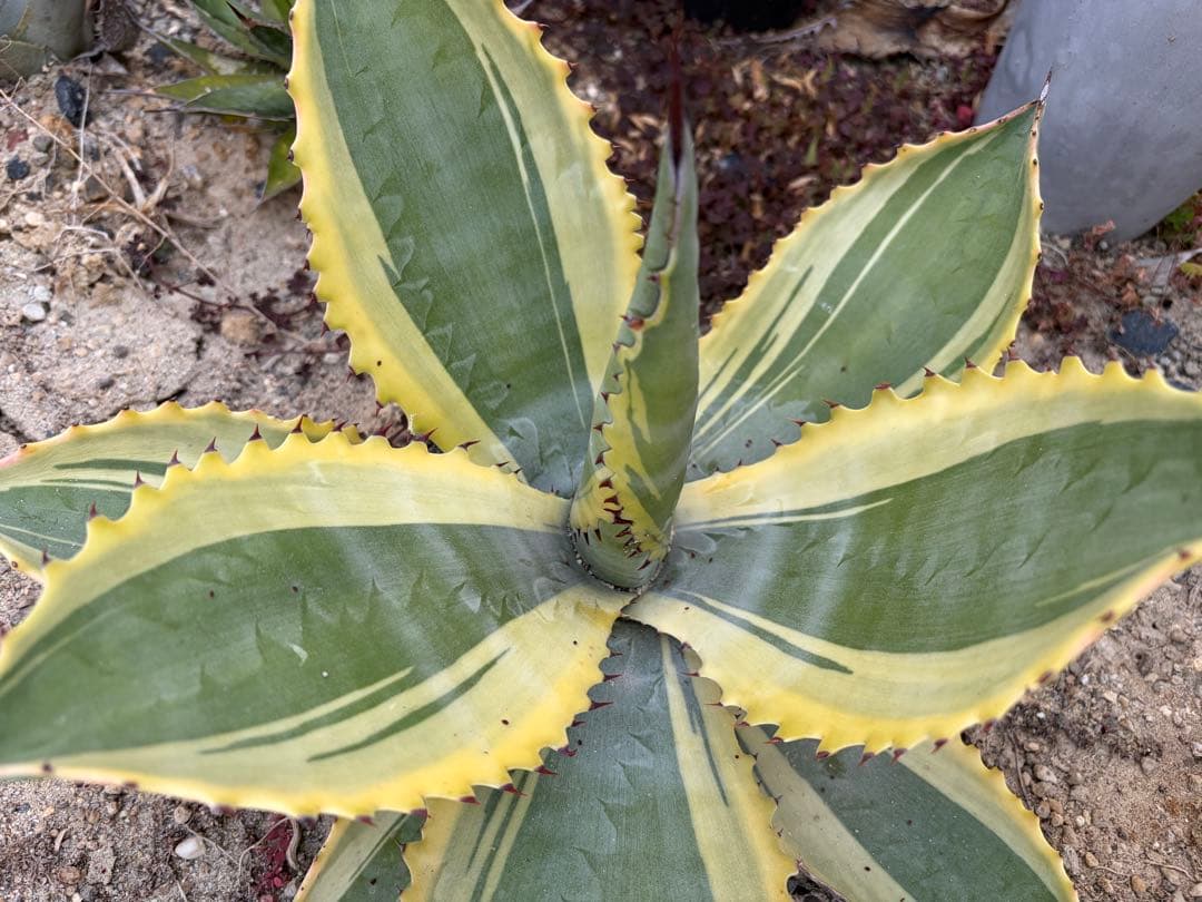 アガベ　リップルエフェクト　大株