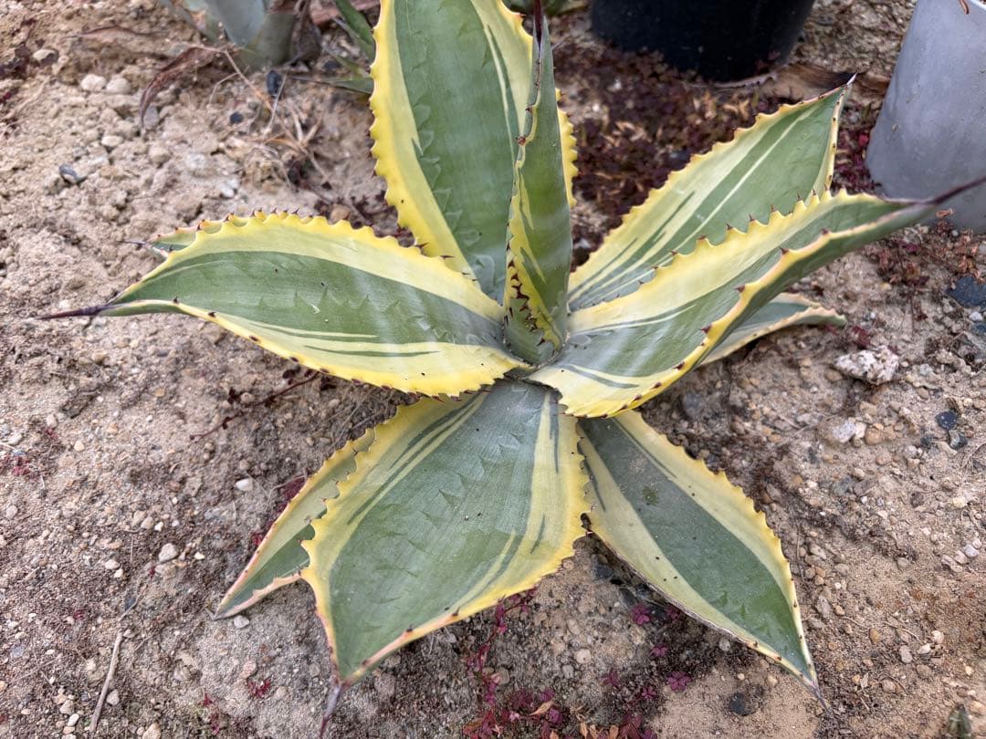 アガベ　リップルエフェクト　大株