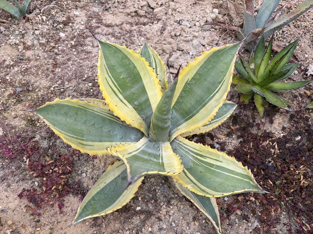 アガベ　リップルエフェクト　大株