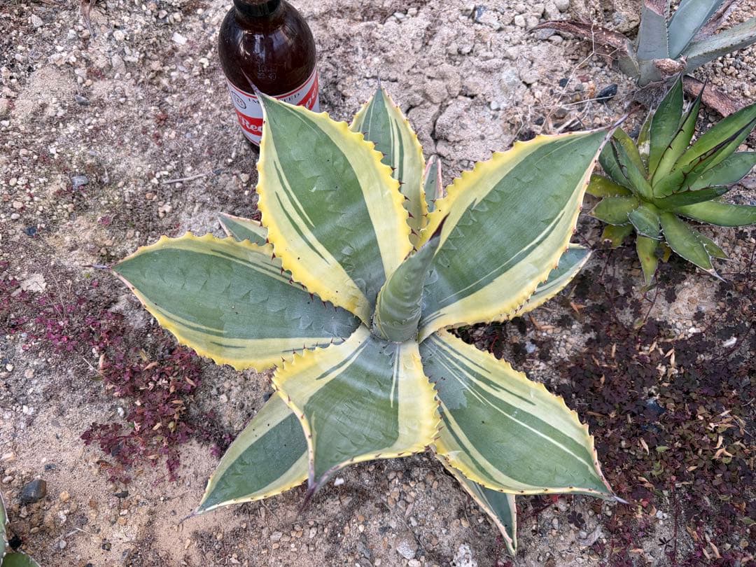 アガベ　リップルエフェクト　大株