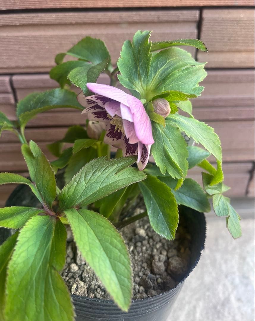 大木ナーサリー デュメ系 フルスポットdd