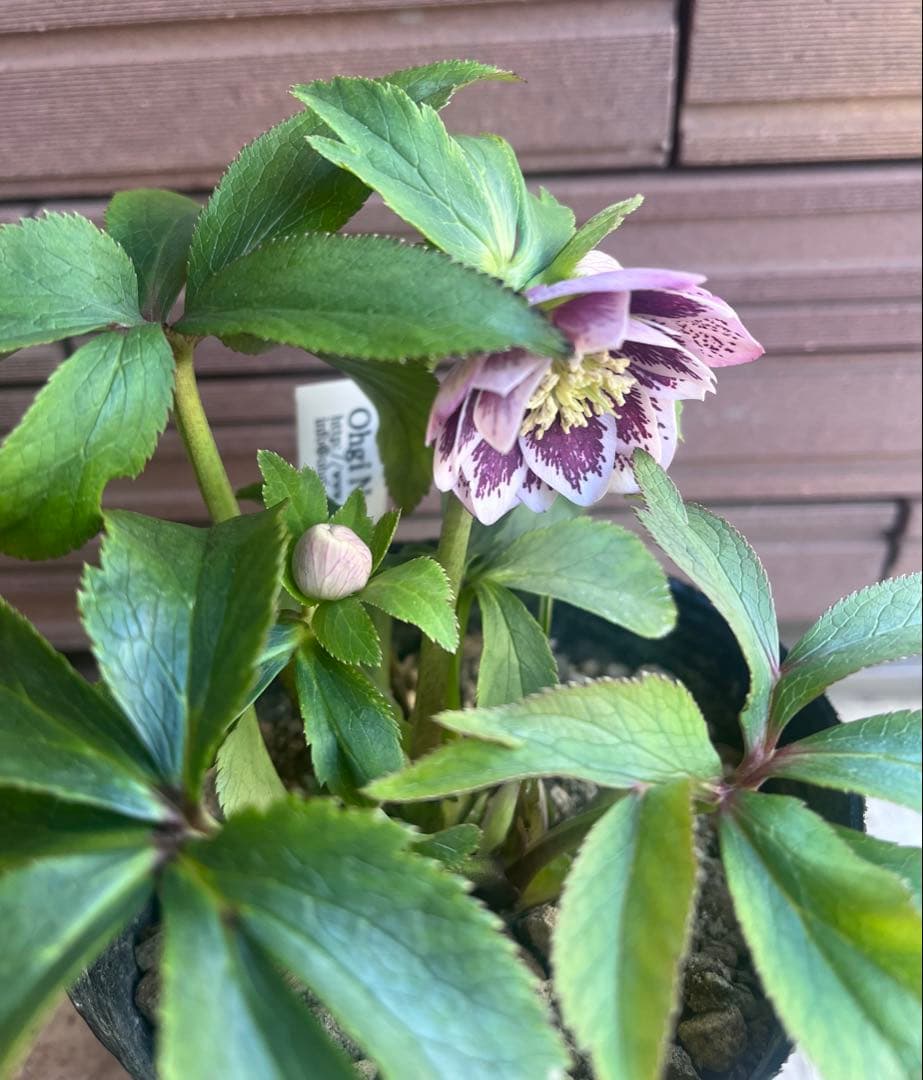 大木ナーサリー デュメ系 フルスポットdd