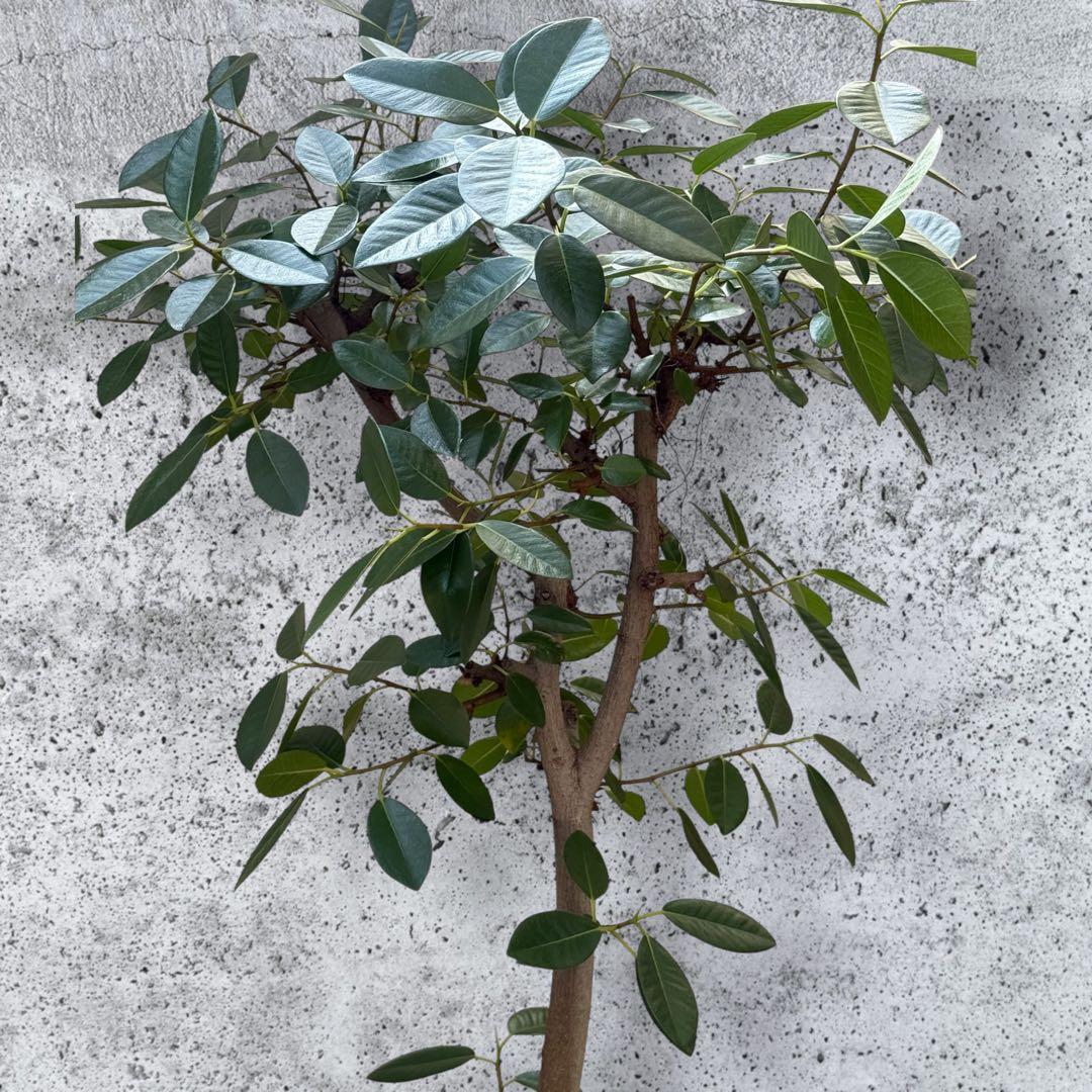 フランスゴムの木 フィカス•ルビギノーサ♪ 152cm リビングサイズ