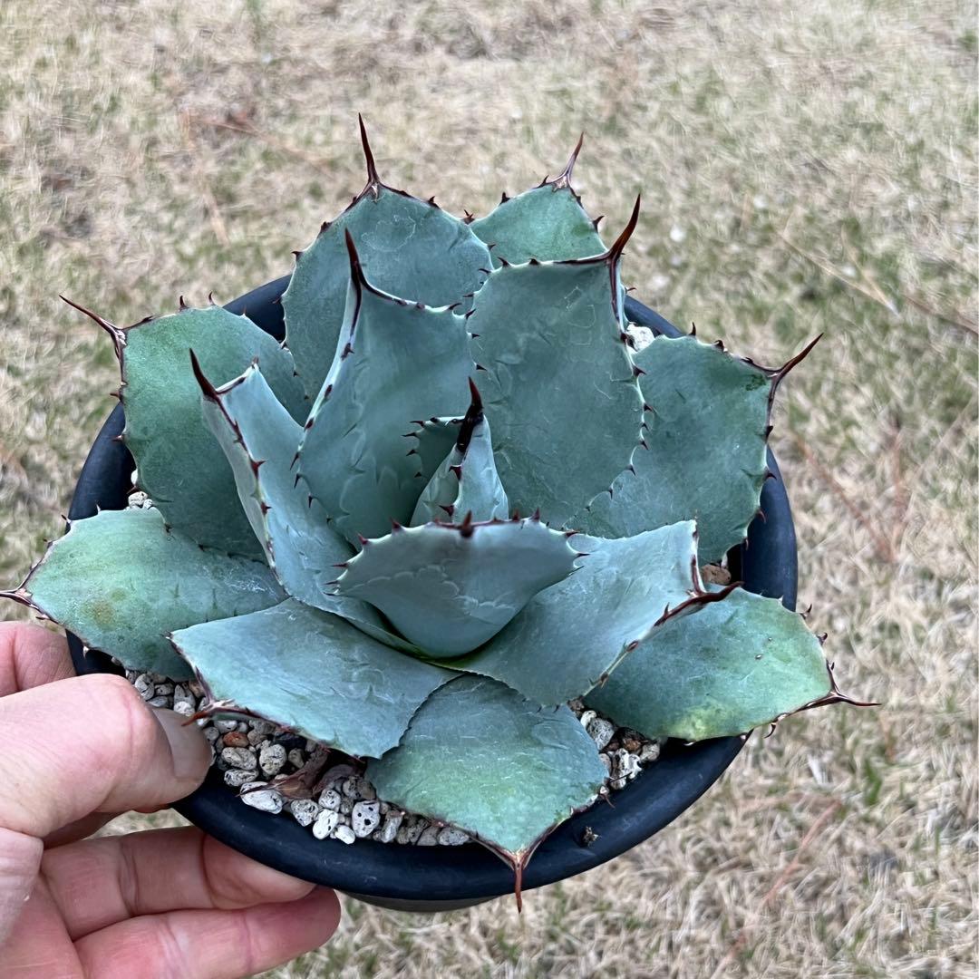 アガベ パリー 吉祥天 ホーチエンシス - メルカリ