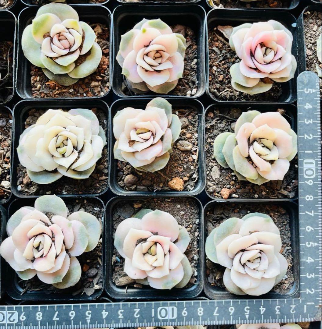 ◇【抜き苗　1苗】ラブリーローズ錦　多肉　ピンクが可愛い♡7.5㌢ポット