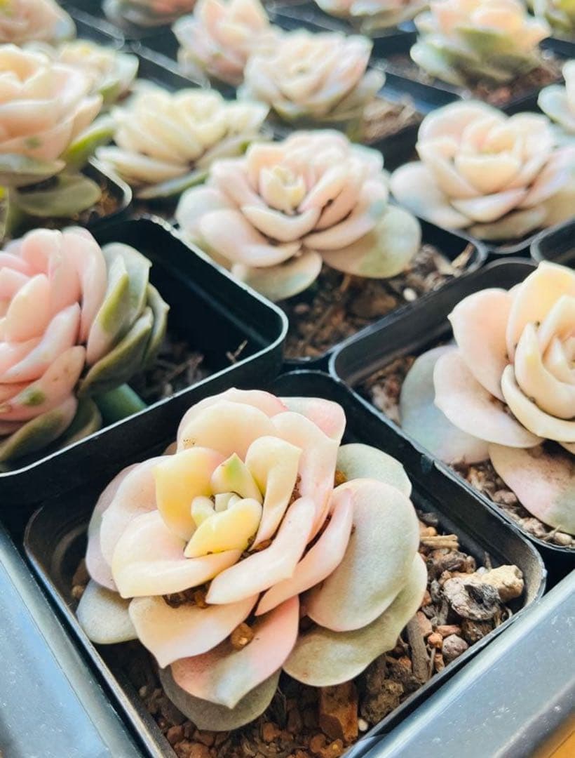 ◇【抜き苗　1苗】ラブリーローズ錦　多肉　ピンクが可愛い♡7.5㌢ポット