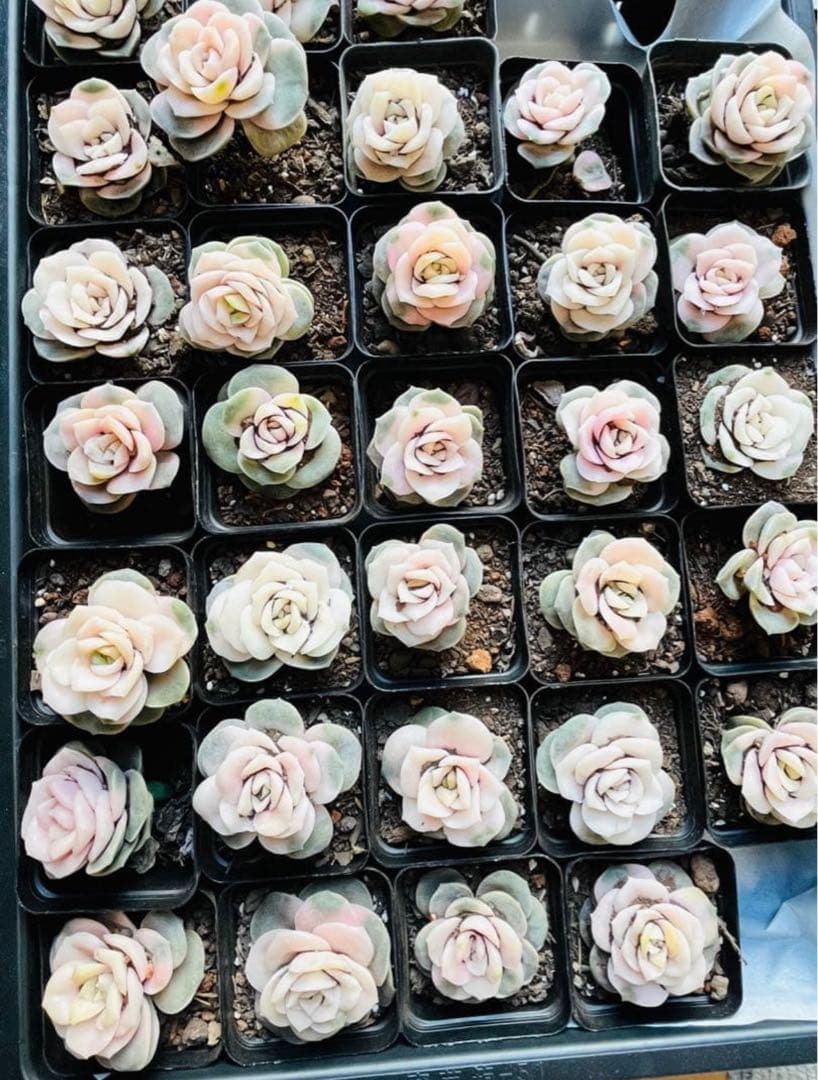 ◇【抜き苗　1苗】ラブリーローズ錦　多肉　ピンクが可愛い♡7.5㌢ポット