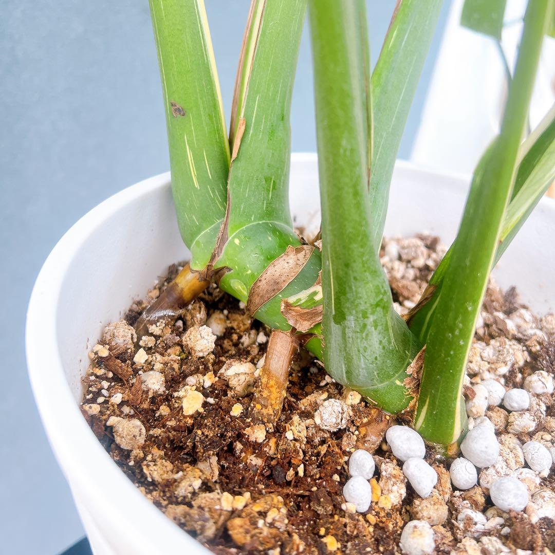 現品　モンステラ　デリシオーサ　斑入り　38番　バリエガータ　希少　観葉植物