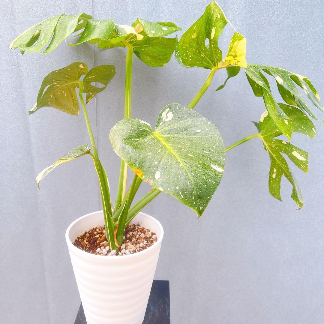 現品　モンステラ　デリシオーサ　斑入り　38番　バリエガータ　希少　観葉植物