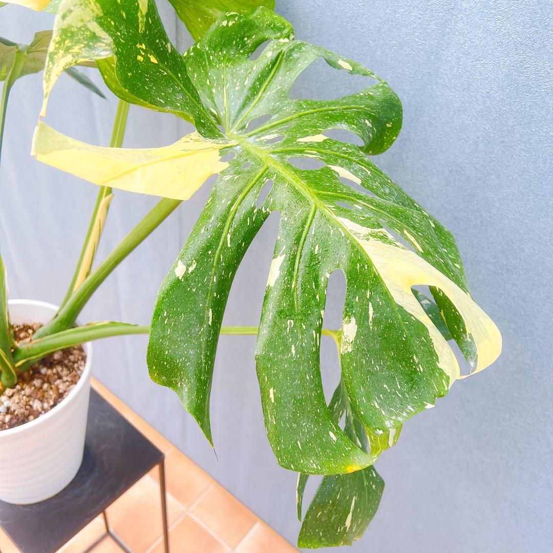 現品　モンステラ　デリシオーサ　斑入り　38番　バリエガータ　希少　観葉植物