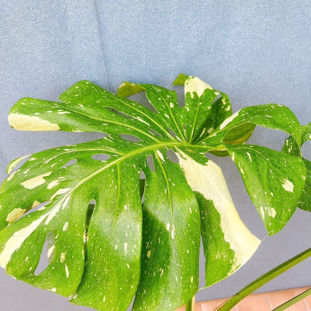 現品　モンステラ　デリシオーサ　斑入り　38番　バリエガータ　希少　観葉植物