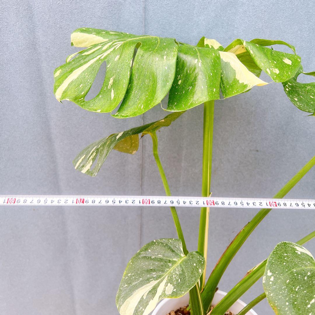現品　モンステラ　デリシオーサ　斑入り　38番　バリエガータ　希少　観葉植物