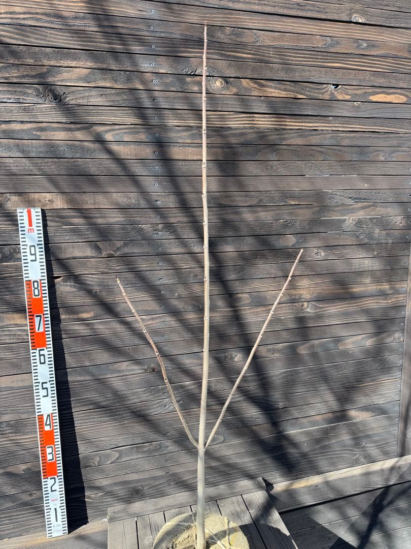 ポポー《庭木/果樹》【現品発送】管理80041