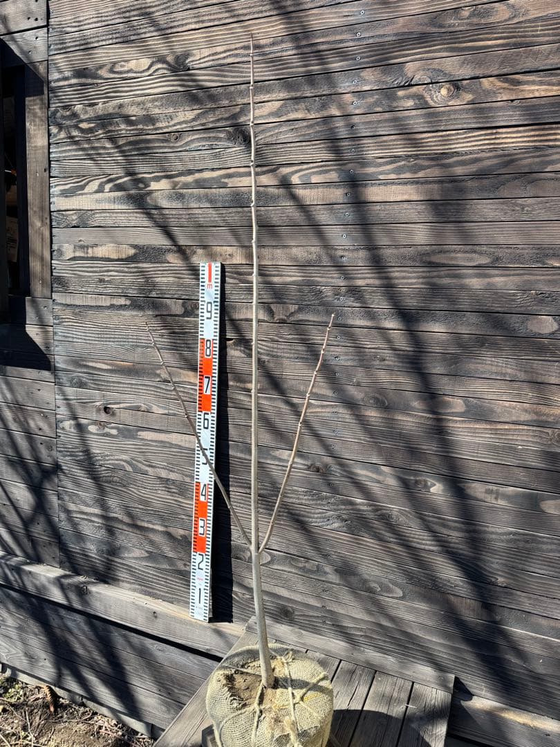 ポポー《庭木/果樹》【現品発送】管理80041