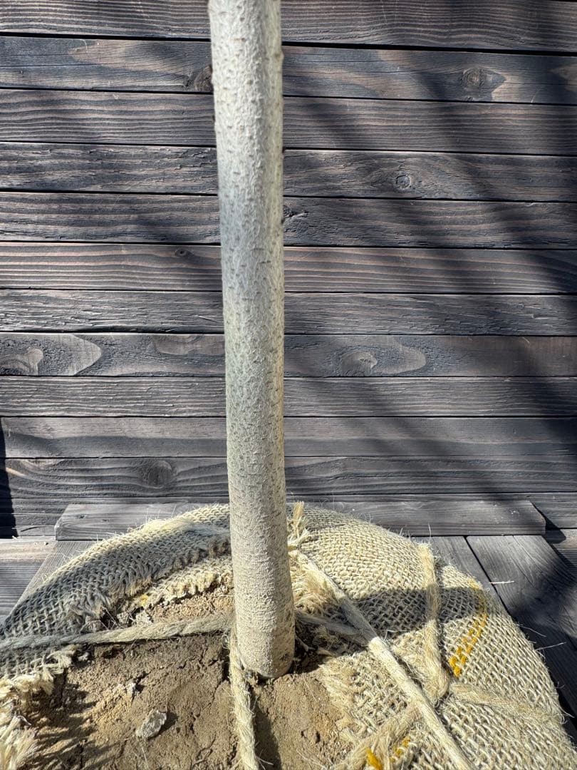 ポポー《庭木/果樹》【現品発送】管理80041