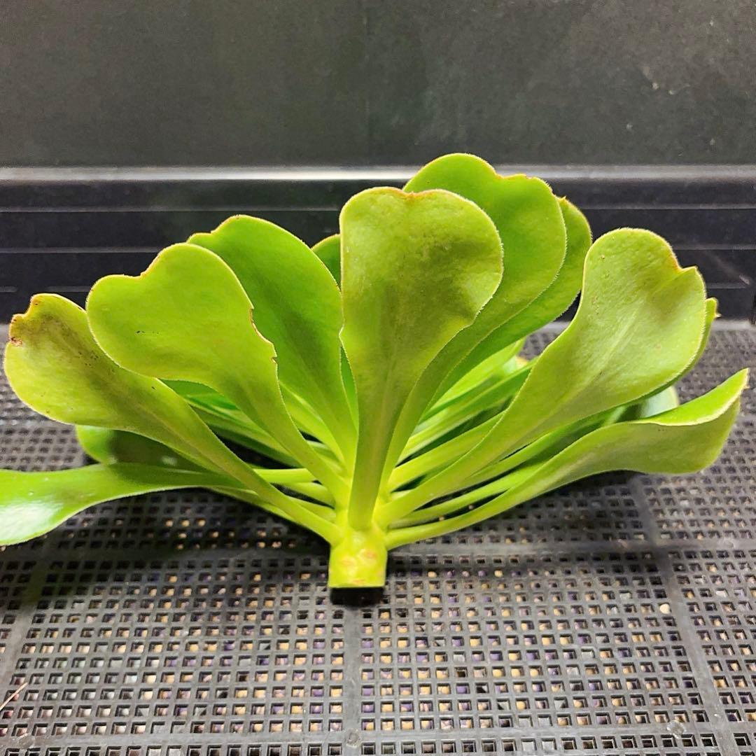 26#多肉植物アエオニウム❤️ 燕姿 ❤️1大頭27cmカット苗 - メルカリ