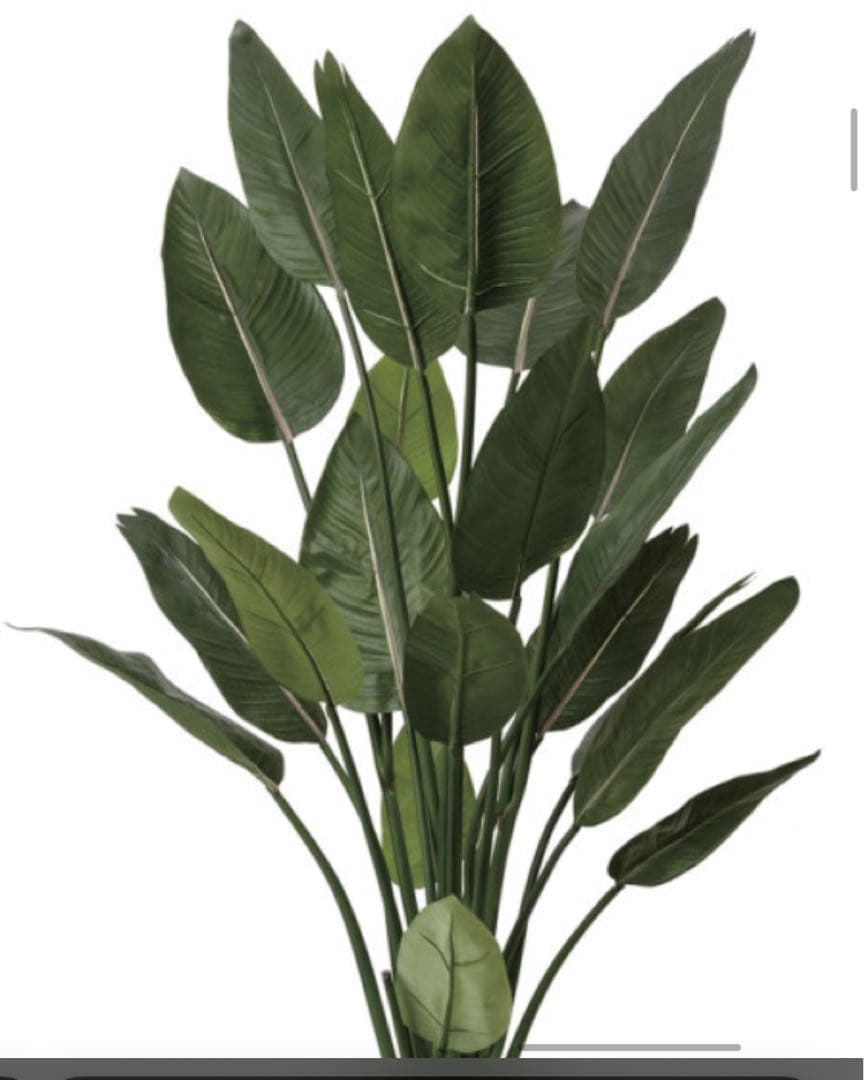 光触媒　人工観葉植物　ウォールグリーン　フェイクグリーン　ストレチア1.6