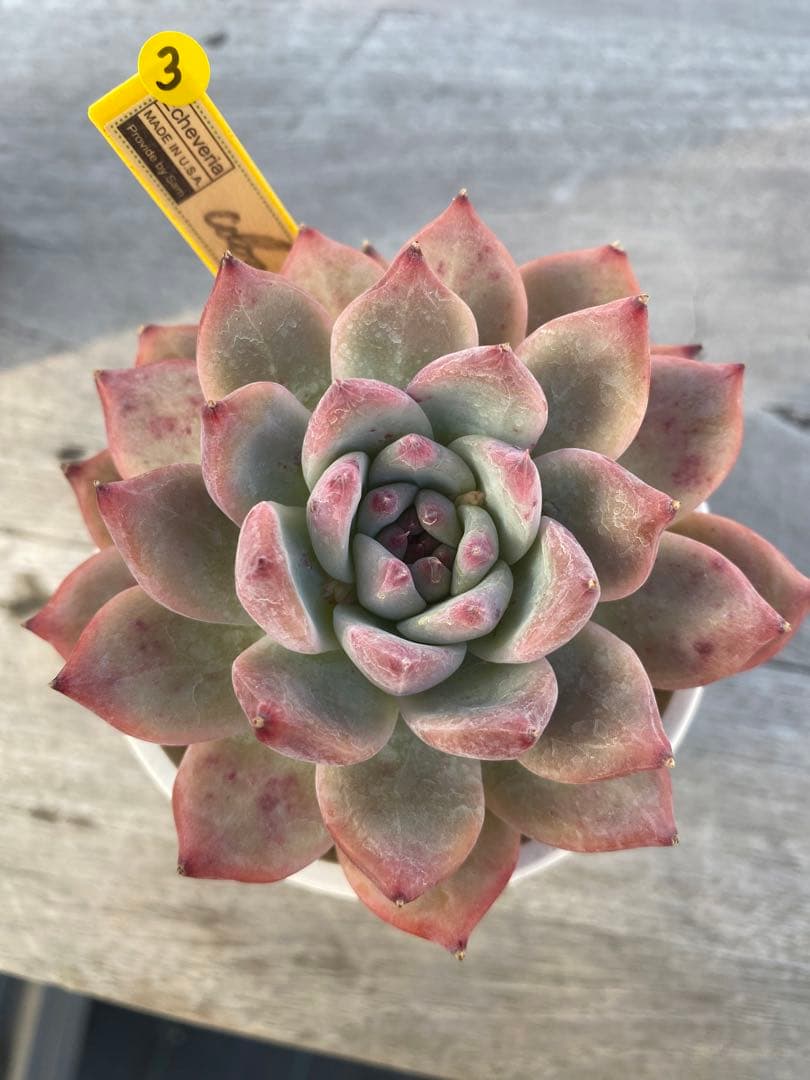 40】カリフォルニア輸入SAMリンゼアナNo.5 希少多肉植物