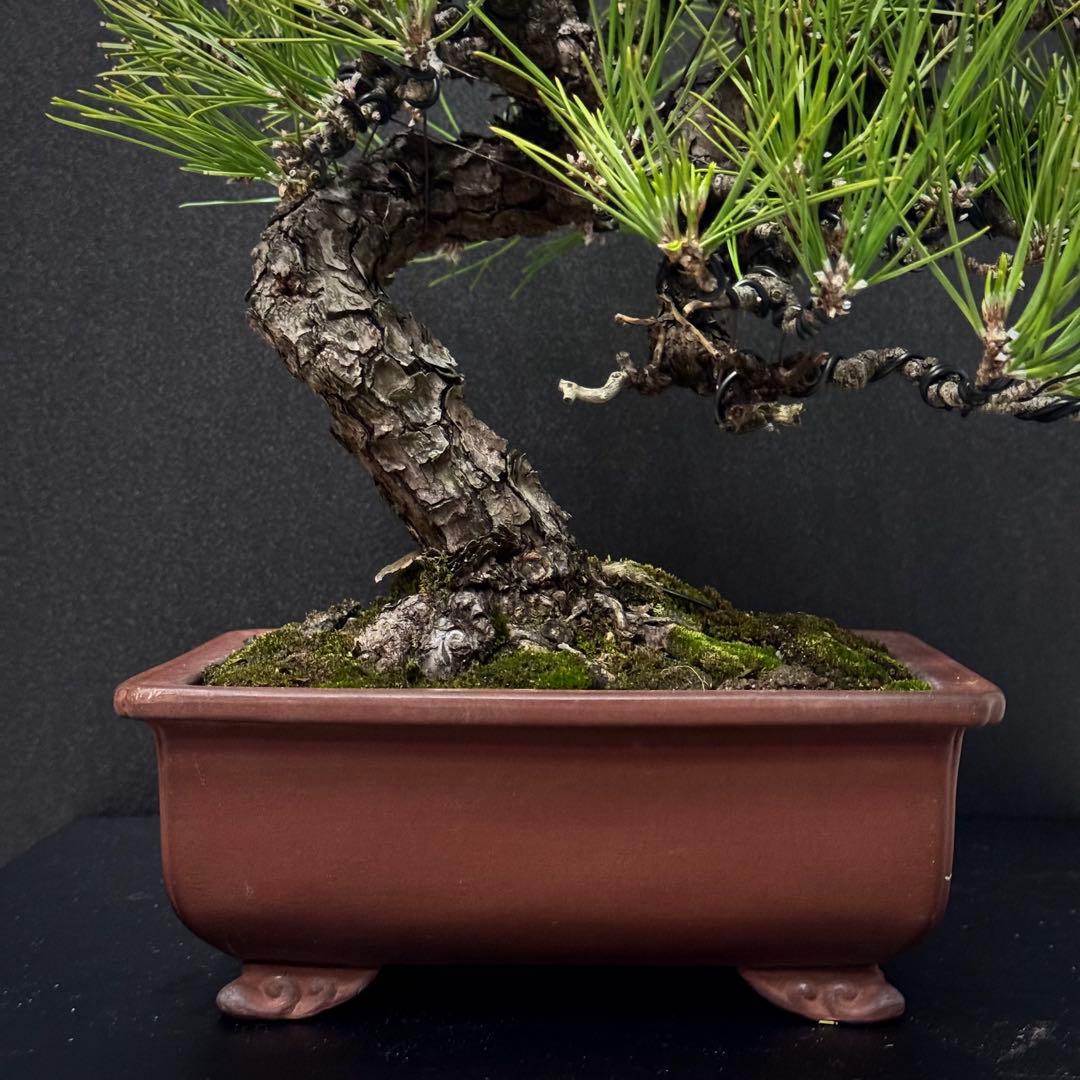 ★作り込まれた黒松盆栽★ 赤松　五葉松　真柏