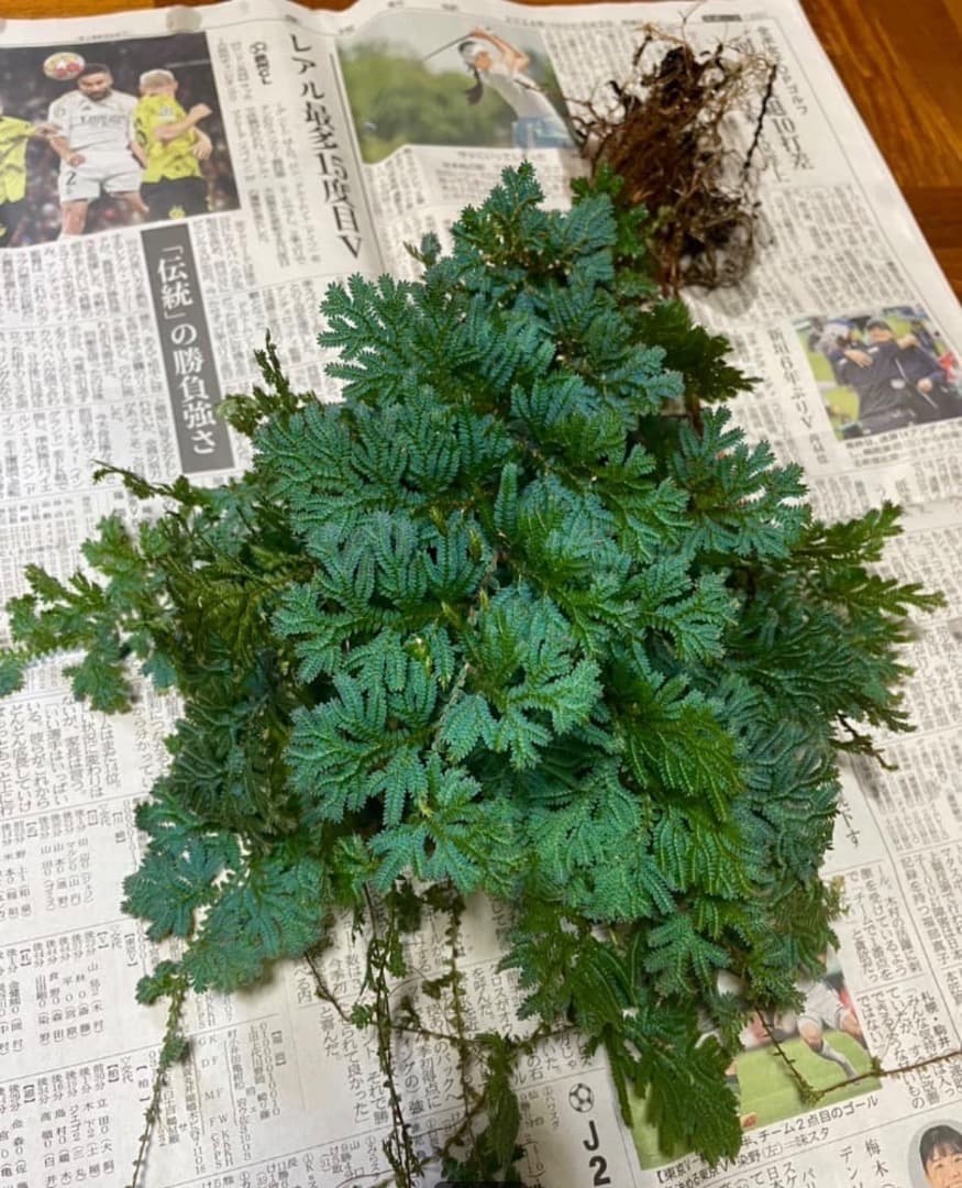 アヒル　写真確認用ページ