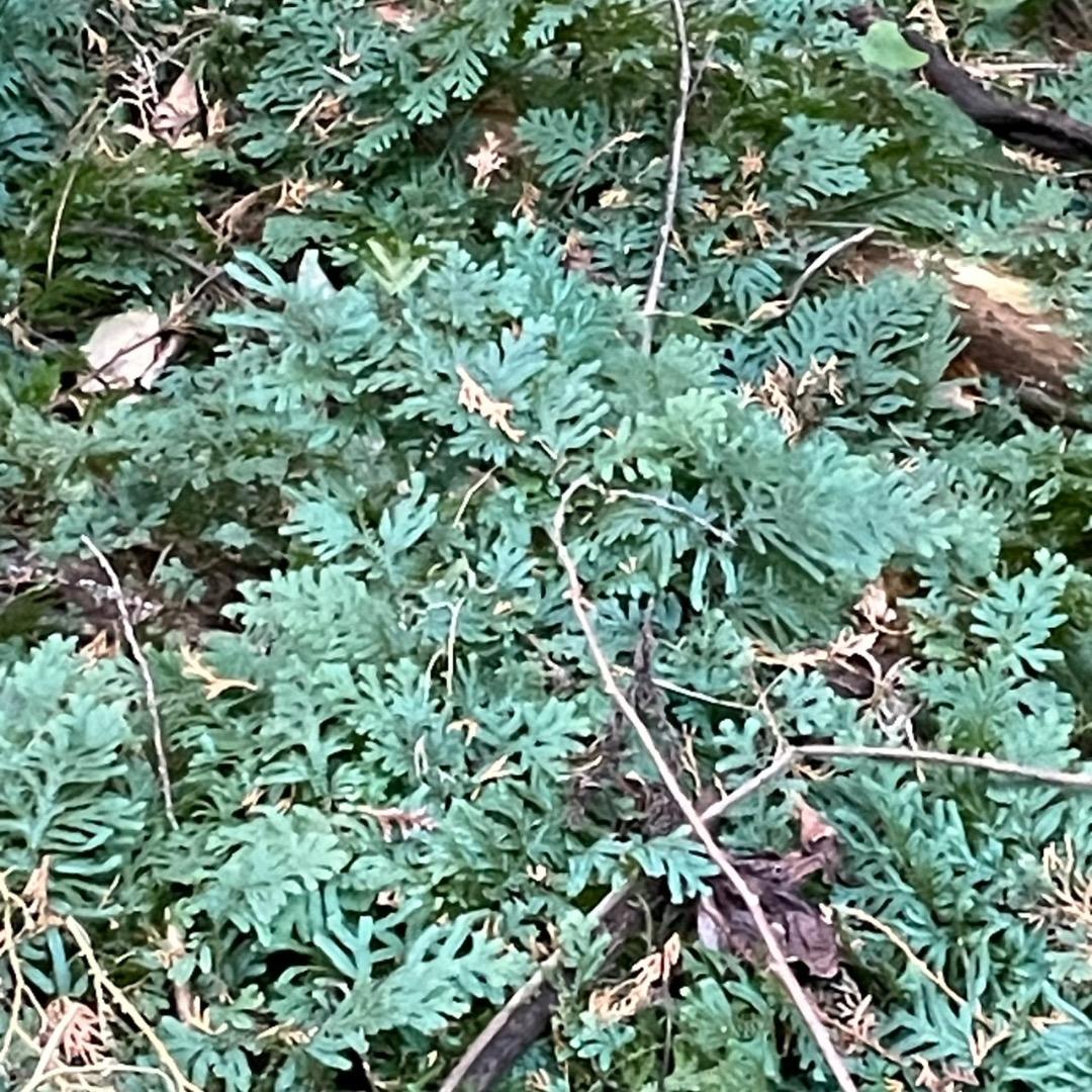 アヒル　写真確認用ページ