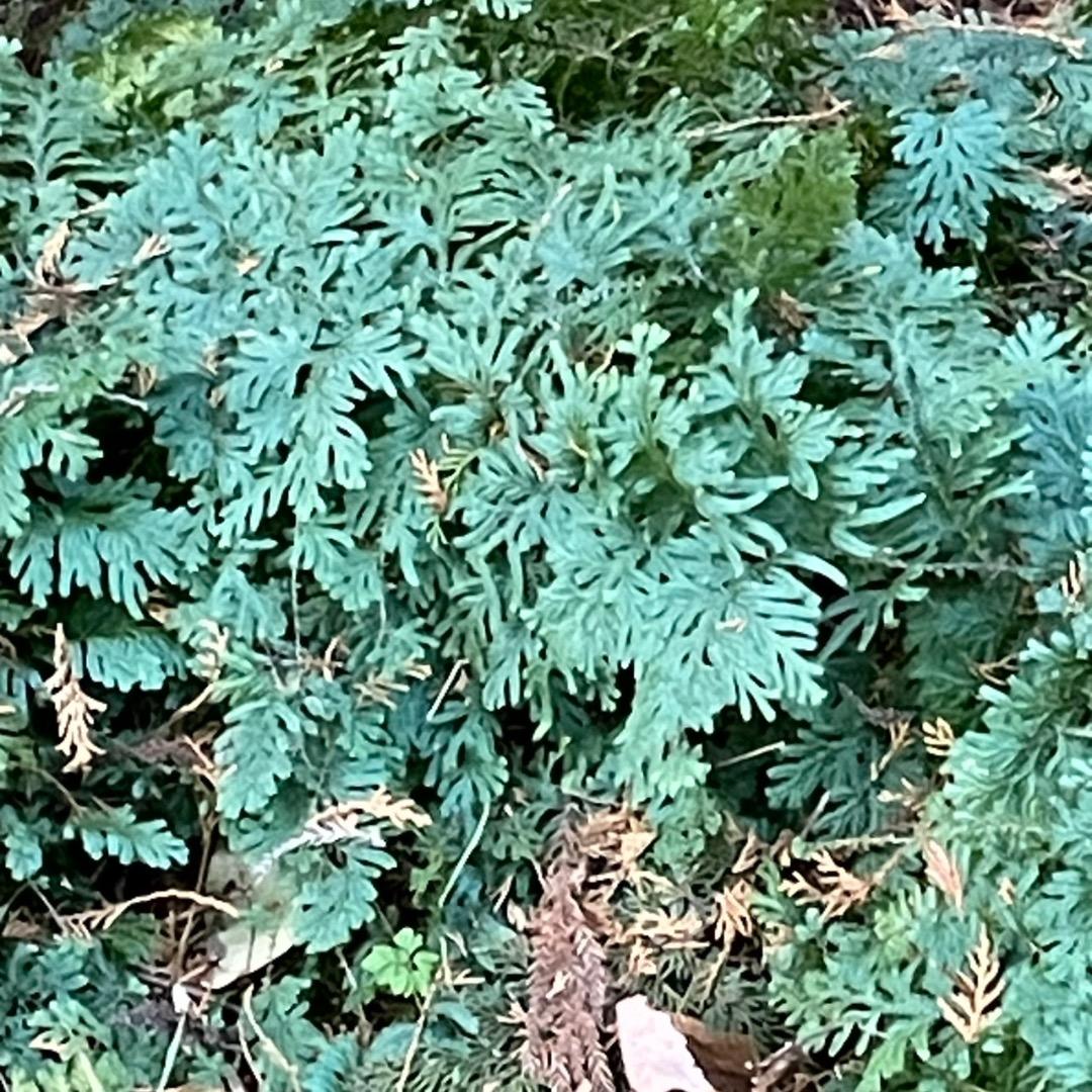 アヒル　写真確認用ページ