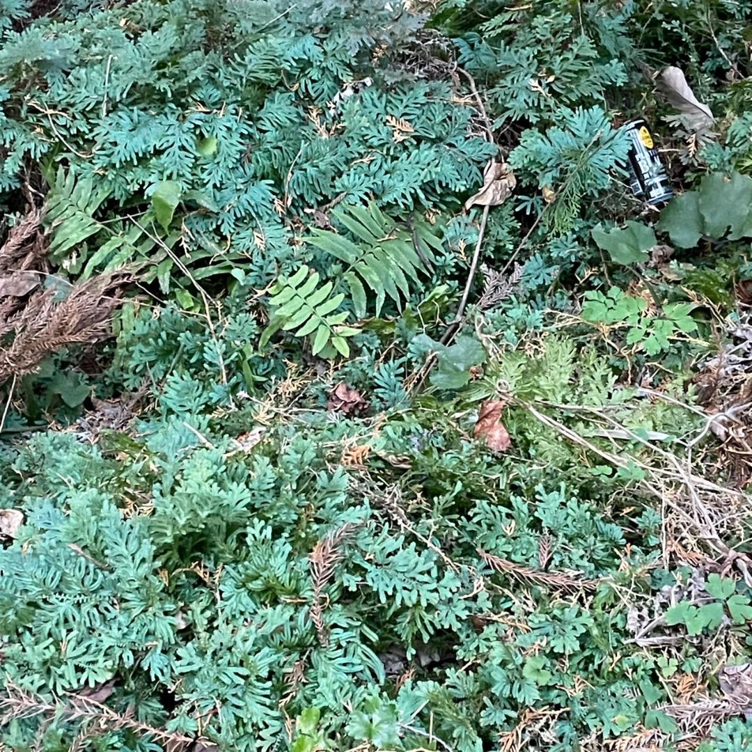 アヒル　写真確認用ページ