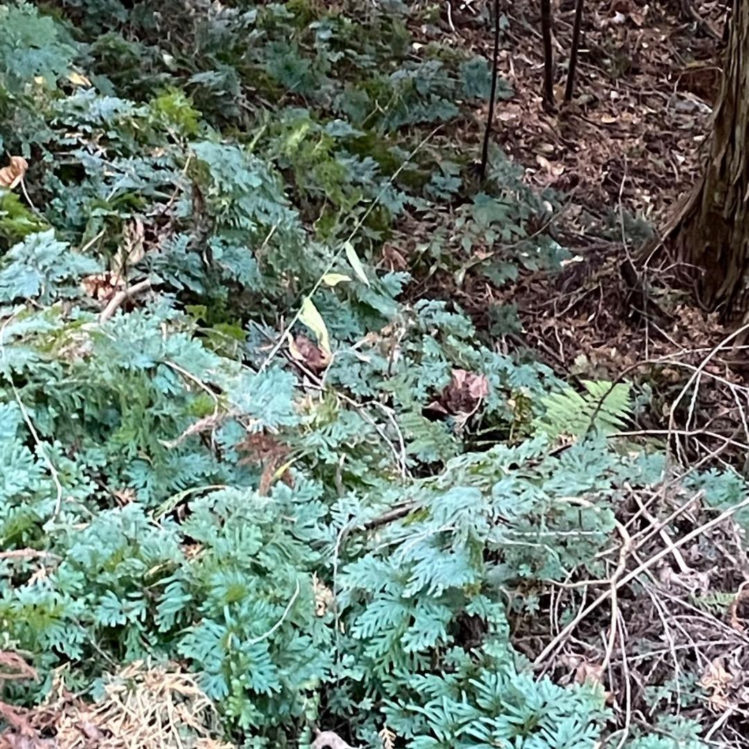 アヒル　写真確認用ページ