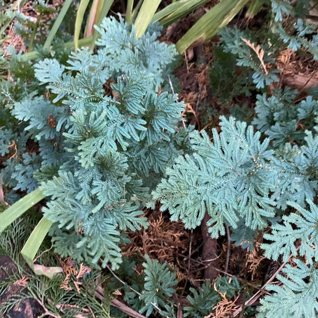 アヒル　写真確認用ページ