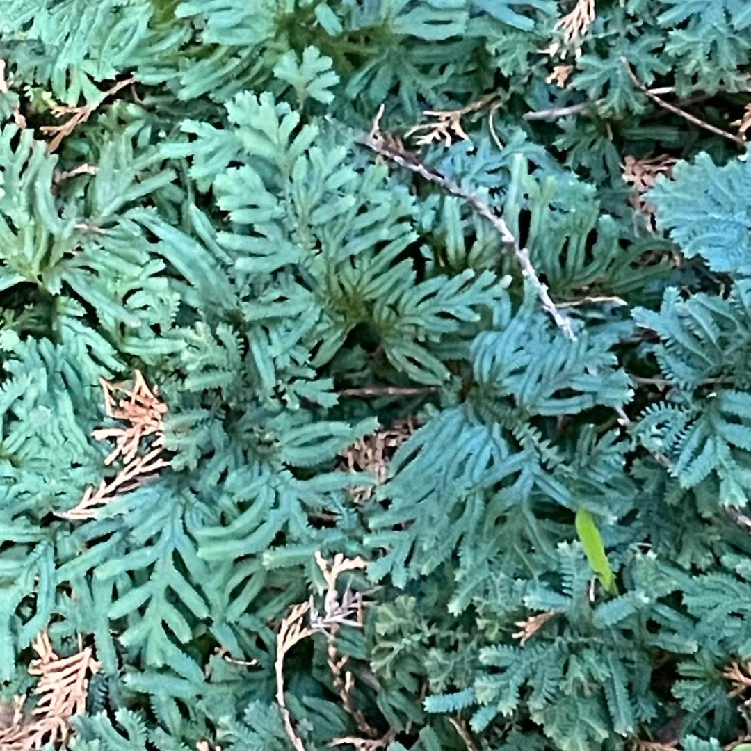 アヒル　写真確認用ページ