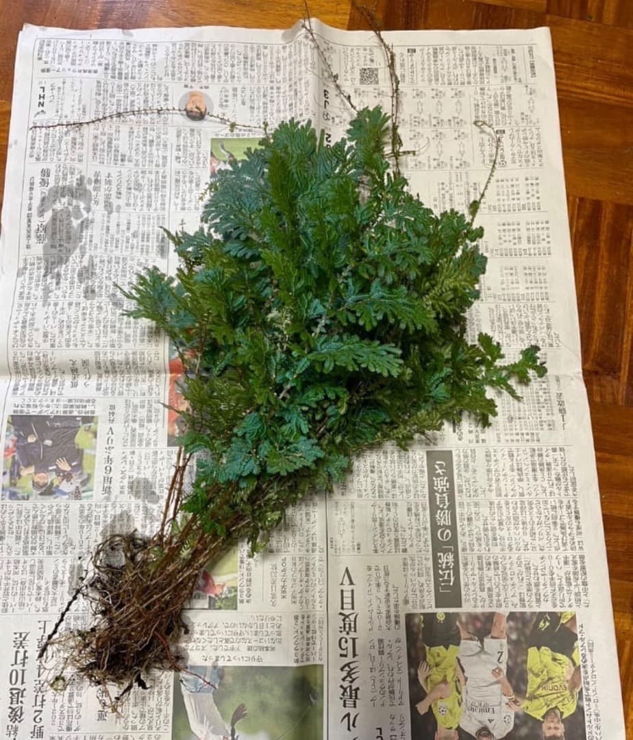 アヒル　写真確認用ページ