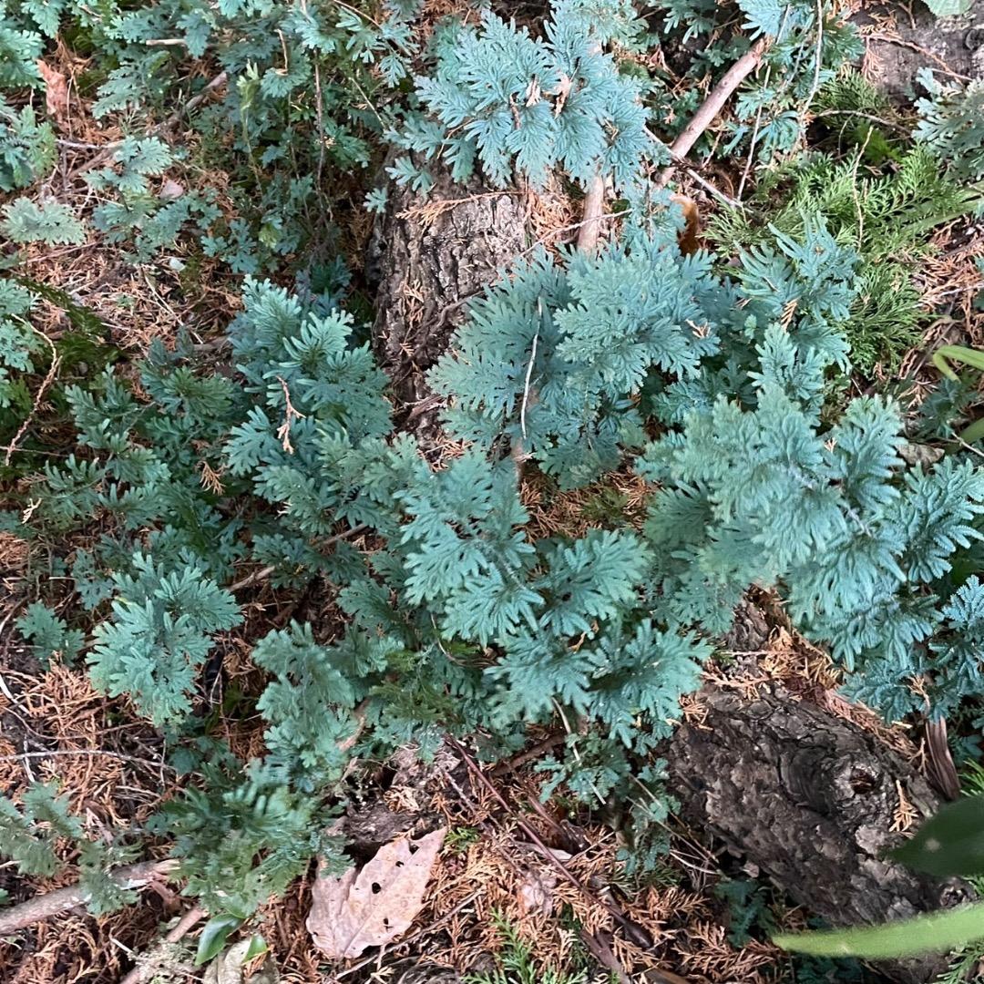 アヒル　写真確認用ページ